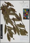 Foto von Salix atrocinerea Brot. x Salix viminalis L.